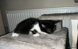 British Shorthair cats for sale: 3 kittens for sale - Advert 9