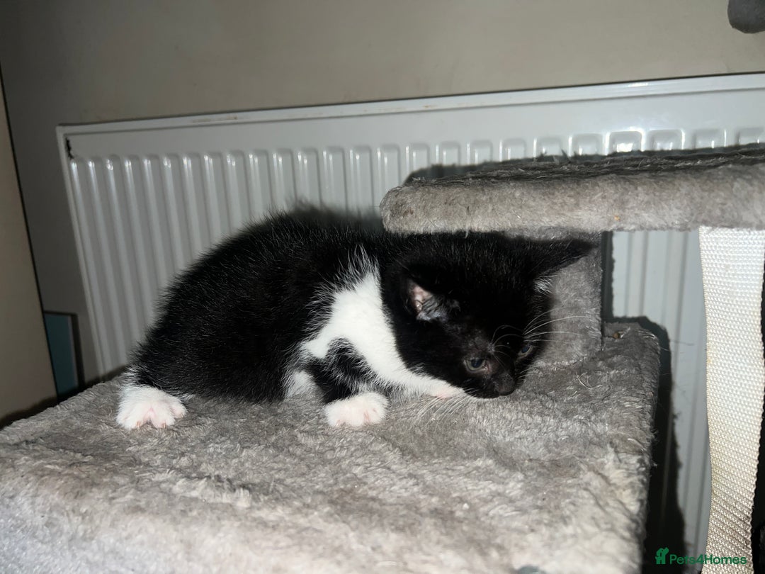 British Shorthair cats for sale: 3 kittens for sale - Advert 9