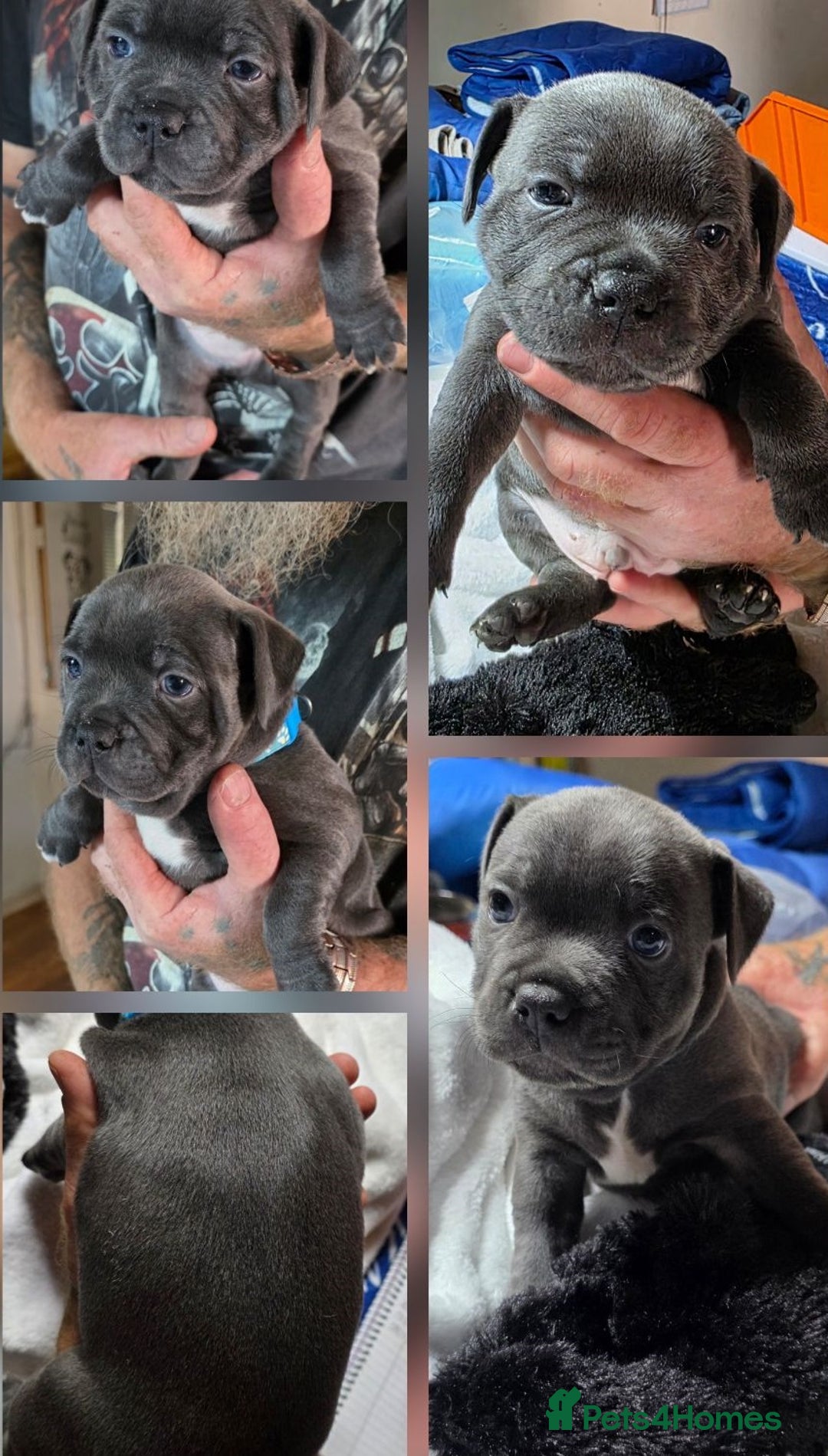 Staffordshire Bull Terrier dogs for sale: cute chunky staffies for all and🐶 - Image 7