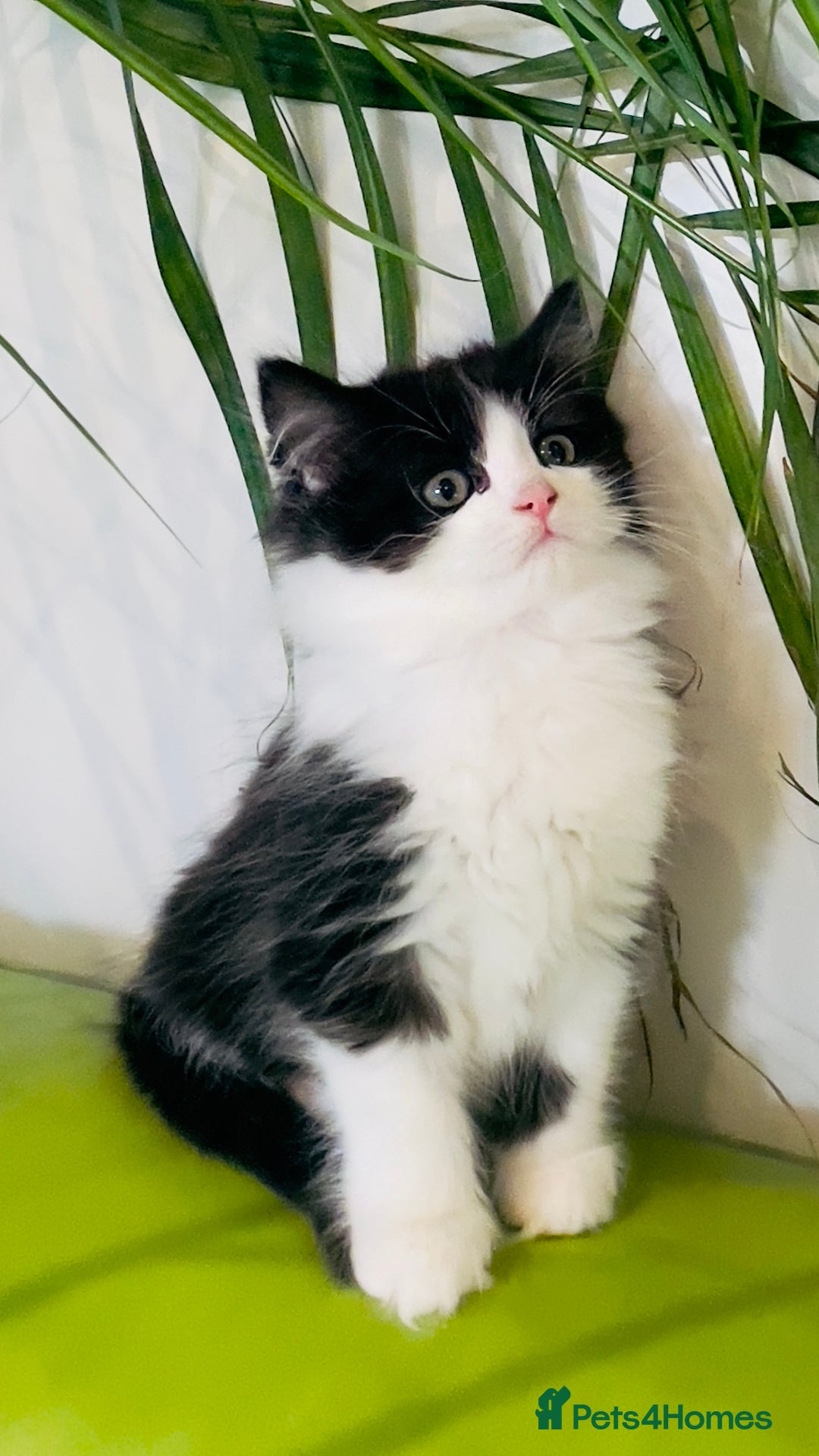 Mixed Breed cats for sale: Wonderful ,healthy clever village Kittens for sale - Advert 31