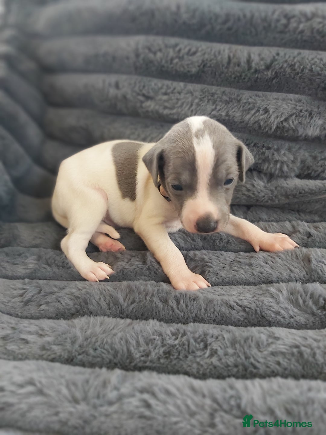 Italian Greyhound dogs for sale: READY TO GO IN 5 DAYS  - Advert 38