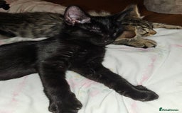 Bengal cats for sale: Elven Bengals - Image 16