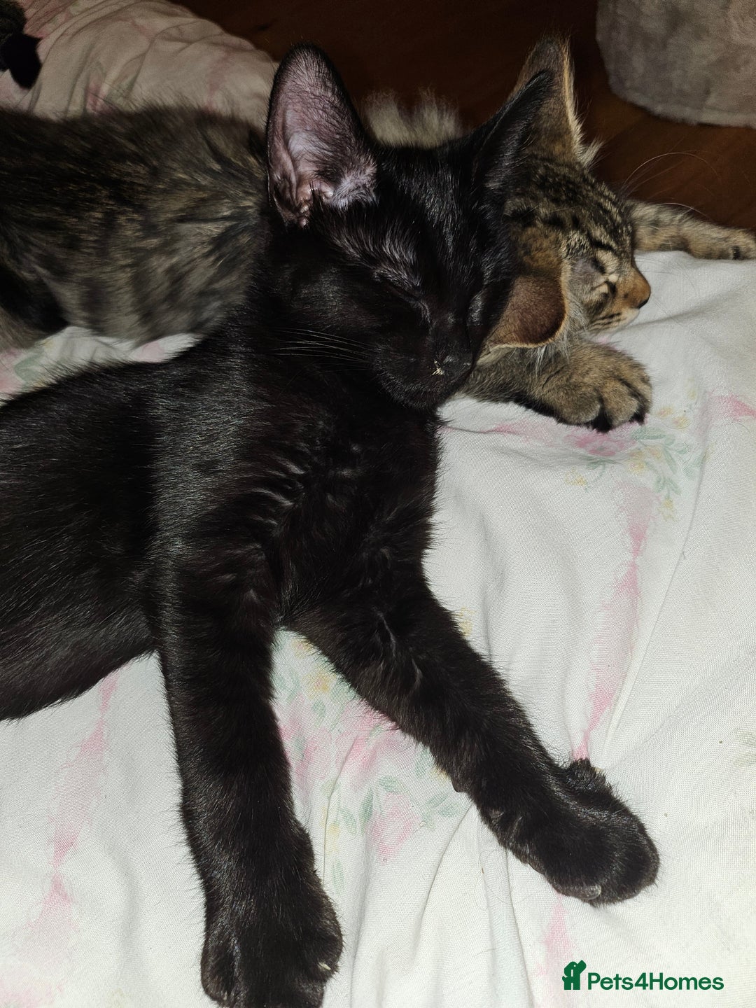 Bengal cats for sale: Elven Bengals - Image 16