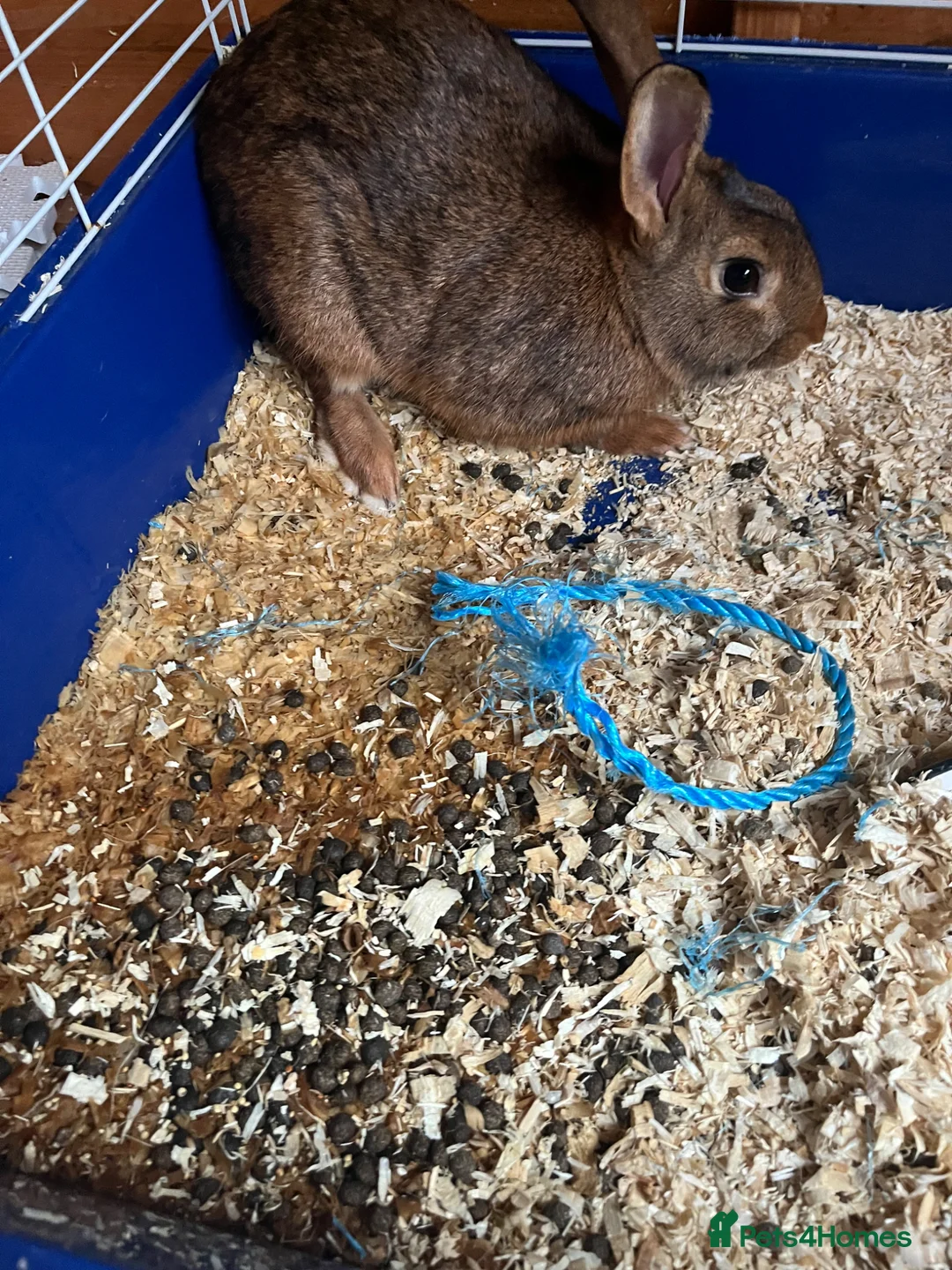 Belgian Hares rabbits for sale: Belgian hare  - Advert 4