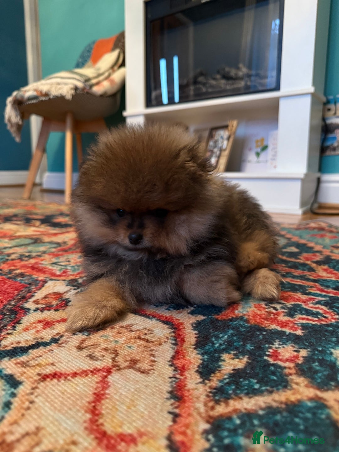 Pomeranian dogs for sale: Xs teddy face Pomeranian  - Image 16
