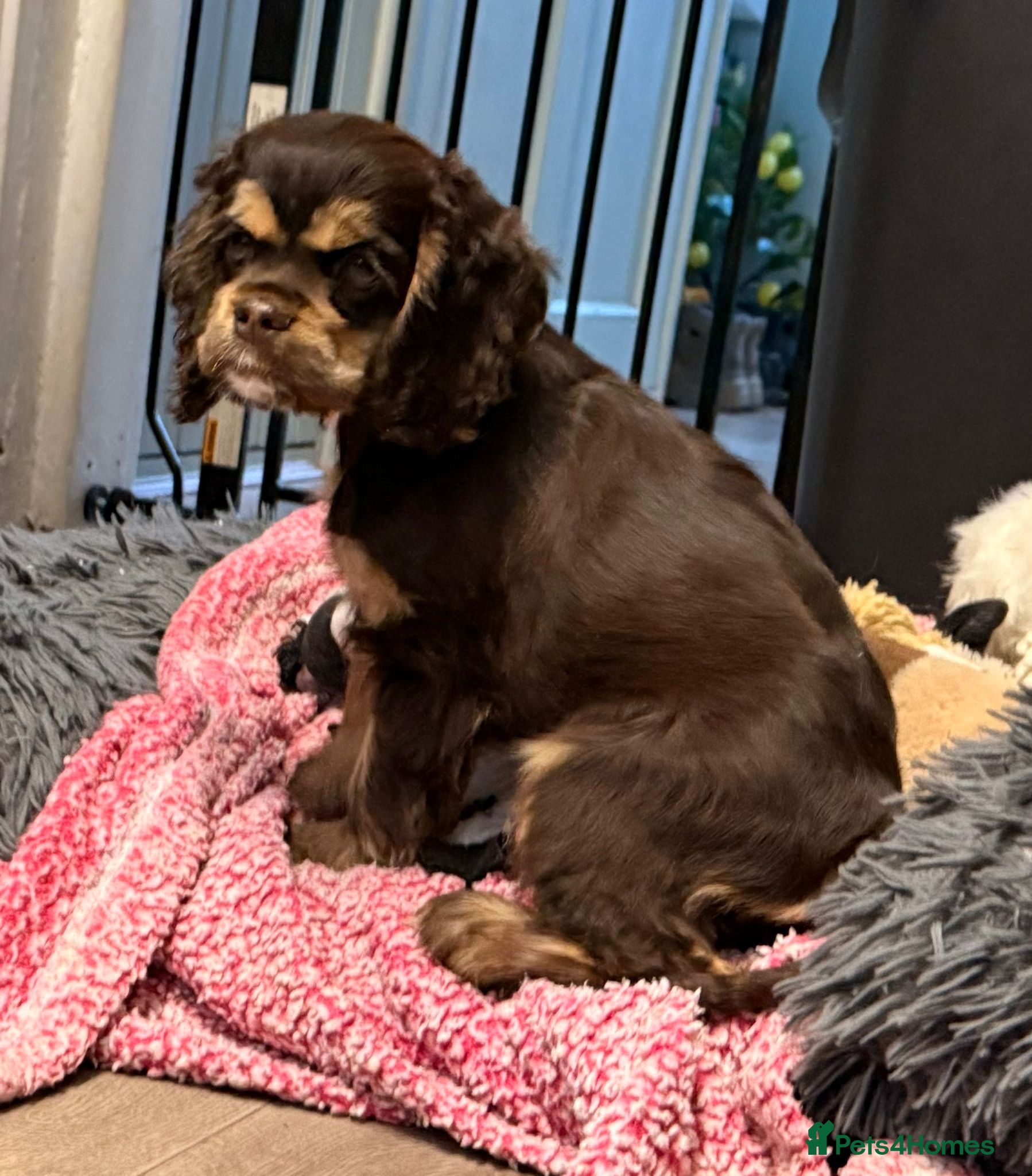 American Cocker Spaniel dogs for sale: chocolate & tan kc reg puppy girl - Advert 2