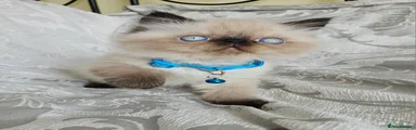 Persian 1