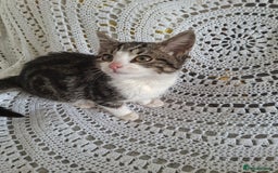 British Shorthair cats for sale: domestic kittens to sale - Image 12