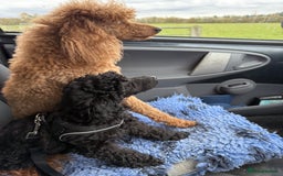 Miniature Poodle dogs for sale: Top Quality, DNA clear, READY NOW! fully vacced - Image 22