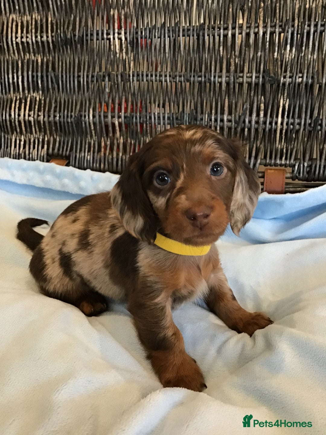 Miniature Dachshund dogs for sale: KC Miniature Dachshund 1 Choc & Isabella Dapple!!! - Advert 22