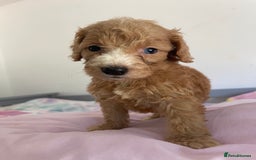 Cockapoo dogs for sale: Cockapoo puppies  - Image 21