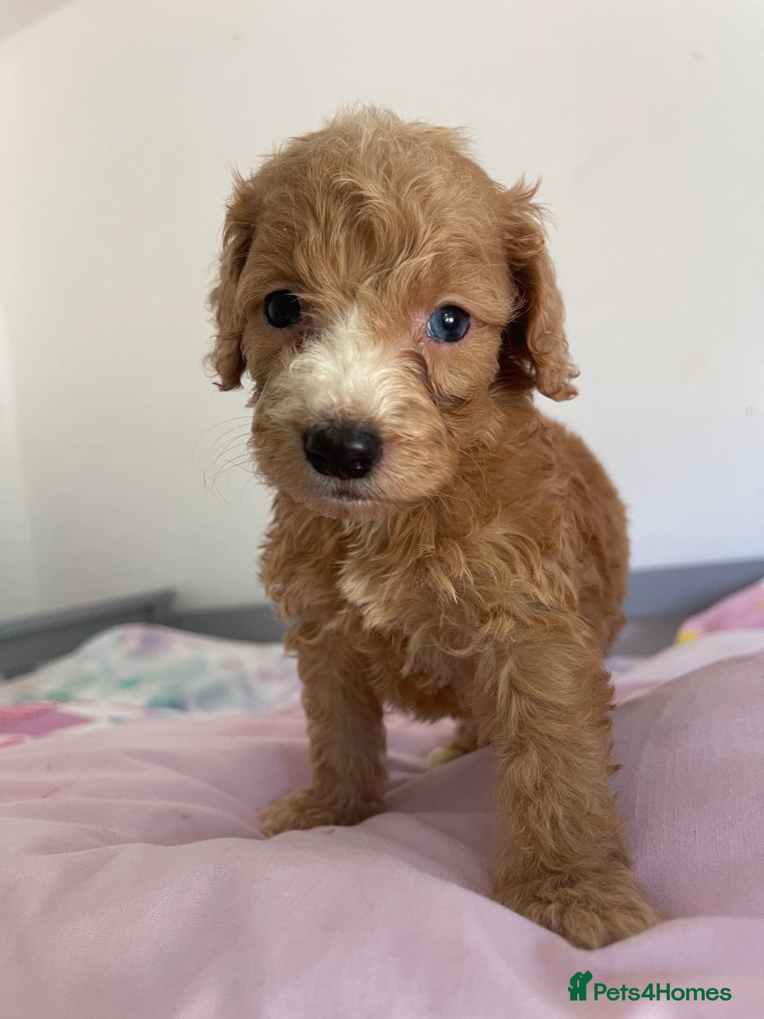 Cockapoo dogs for sale: Cockapoo puppies  - Image 21