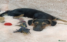 Mixed Breed dogs for adoption: 💖🐶 POLLY 🐶💖 - Image 8