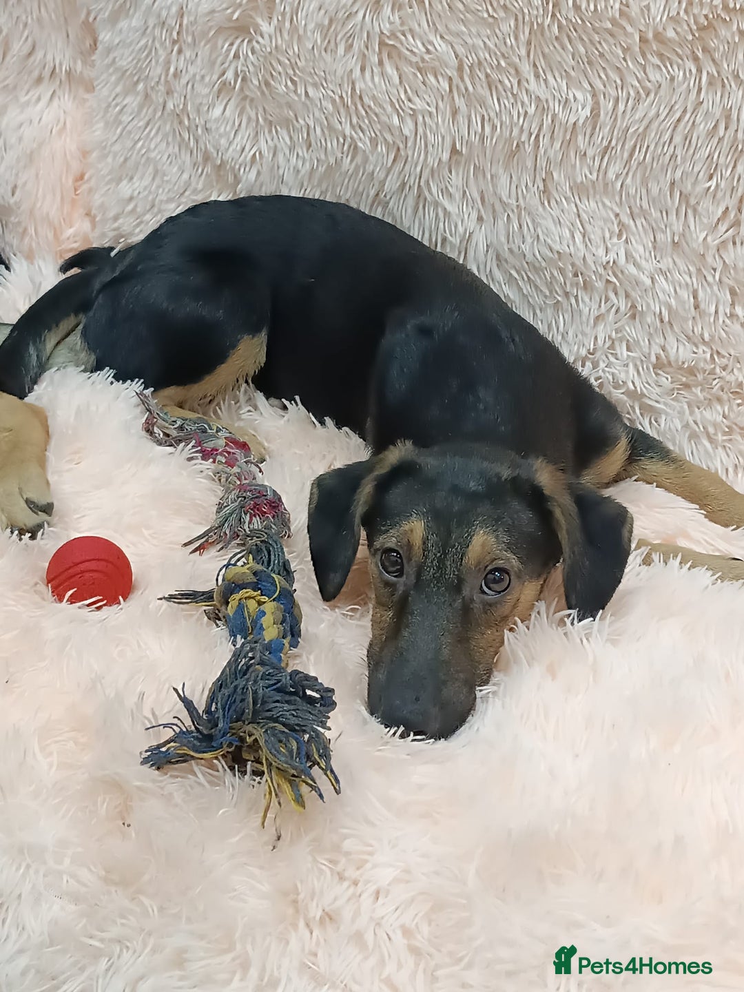 Mixed Breed dogs for adoption: 💖🐶 POLLY 🐶💖 - Image 8