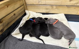 Whippet dogs for sale: 3 beautiful male whippets - Advert 1