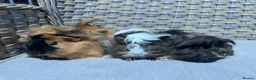 Guinea Pig rodents for sale: 1 left. Pretty baby long haired female guinea pig. - Advert 4