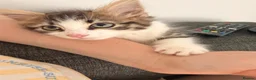 Mixed Breed cats for sale: Beautiful Girl kitten for sale  in Crewe - Advert 8
