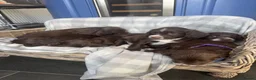 Sprocker dogs for sale: Gorgous sprocker puppies  - Advert 12