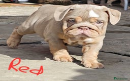 English Bulldog dogs for sale: Final Female English Bulldog available - Image 16