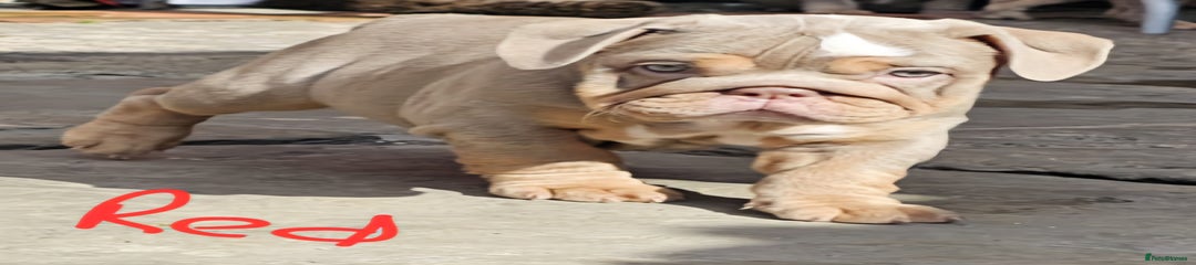 English Bulldog Puppy 3