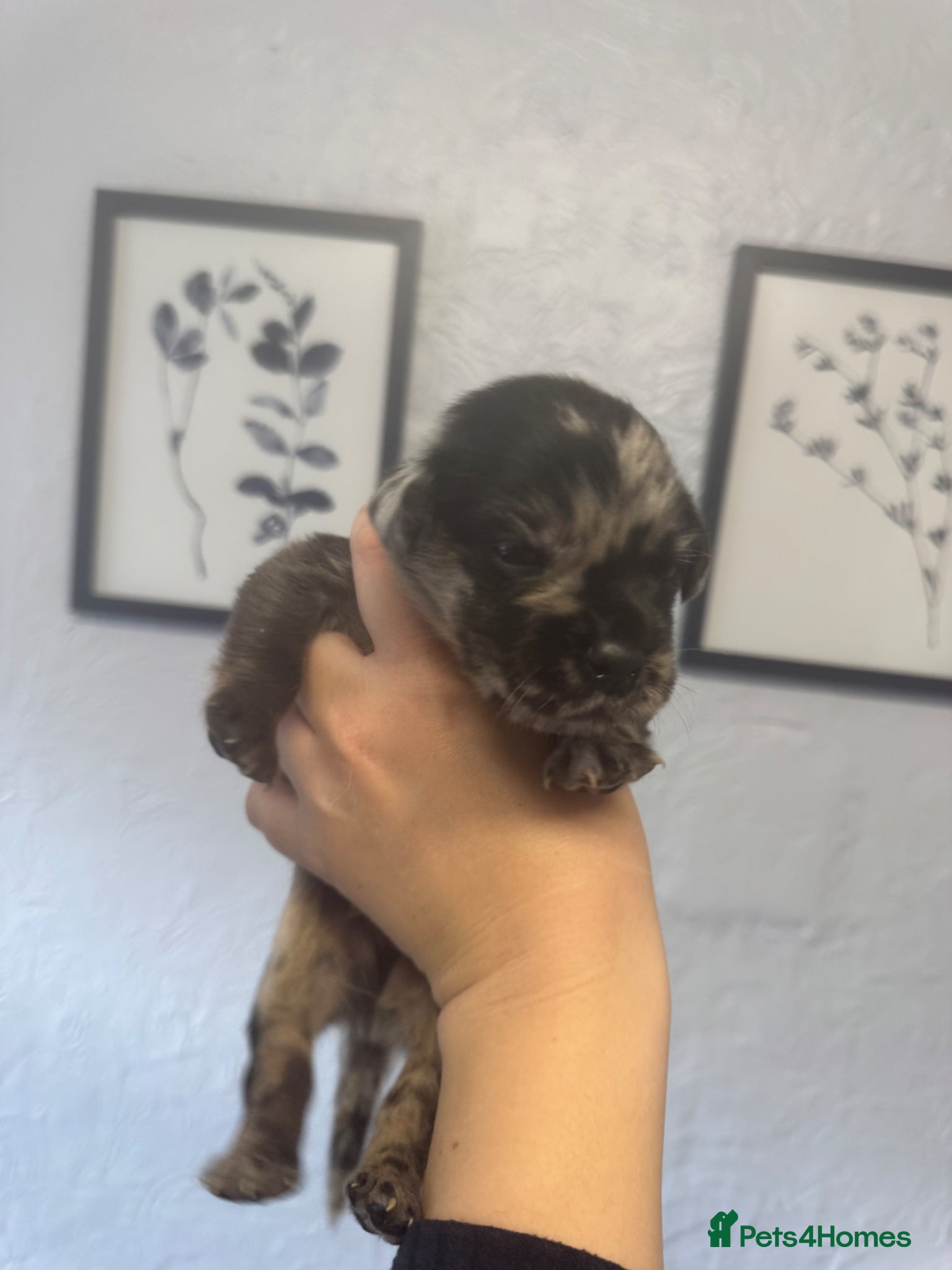 Mixed Breed dogs Black Labrador X Lilac Merle French Bulldog - Advert 3