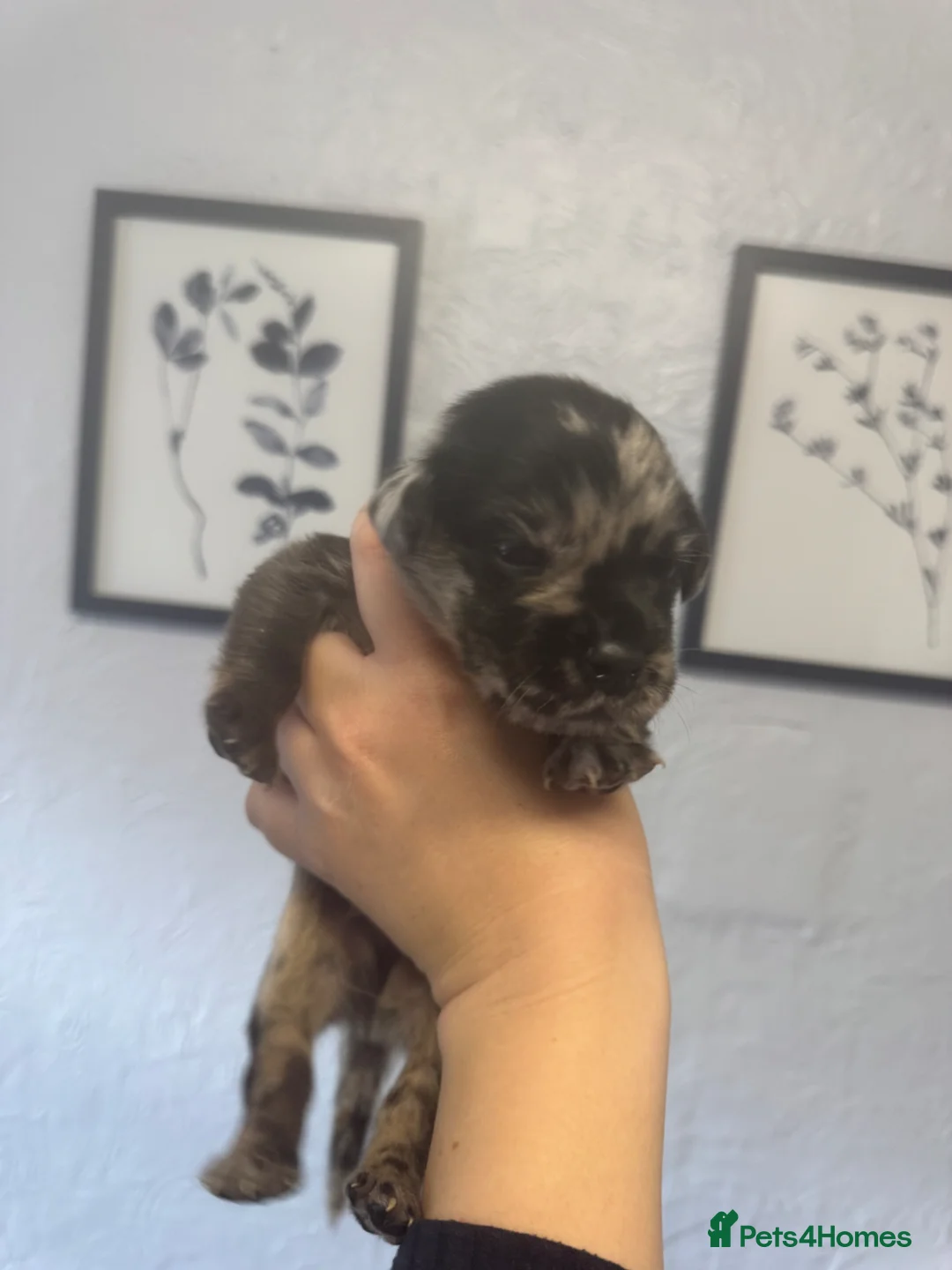Mixed Breed dogs for sale: Black Labrador X Lilac Merle French Bulldog in Harwich - Advert 1