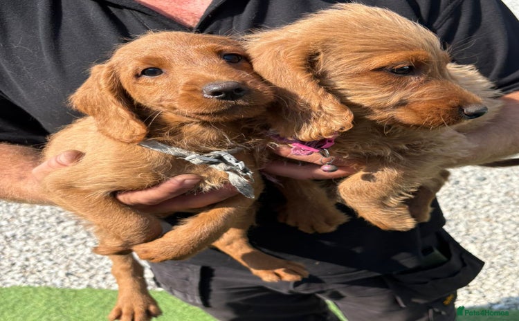 Labradoodle dogs - Advert 2