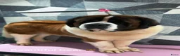 Saint Bernard dogs for sale: Exceptional litter of show quality pups  - Advert 34