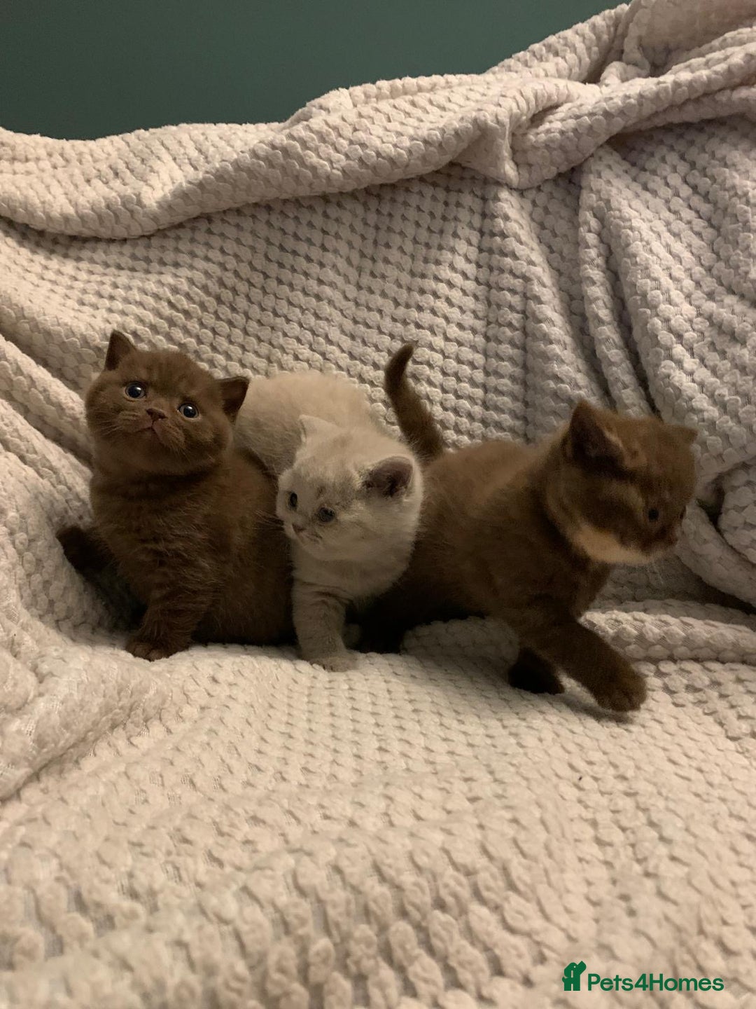 British Shorthair cats for sale: GCCF British shorthair kittens  - Advert 8