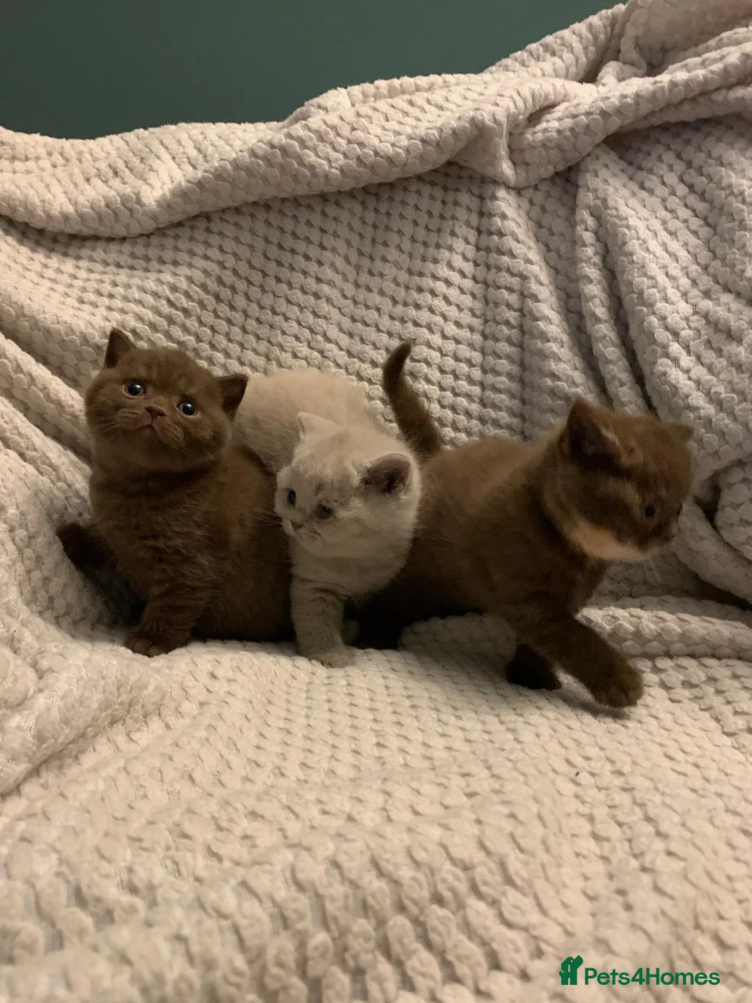 British Shorthair cats for sale: GCCF choclate British shorthair kittens READY NOW  - Advert 8