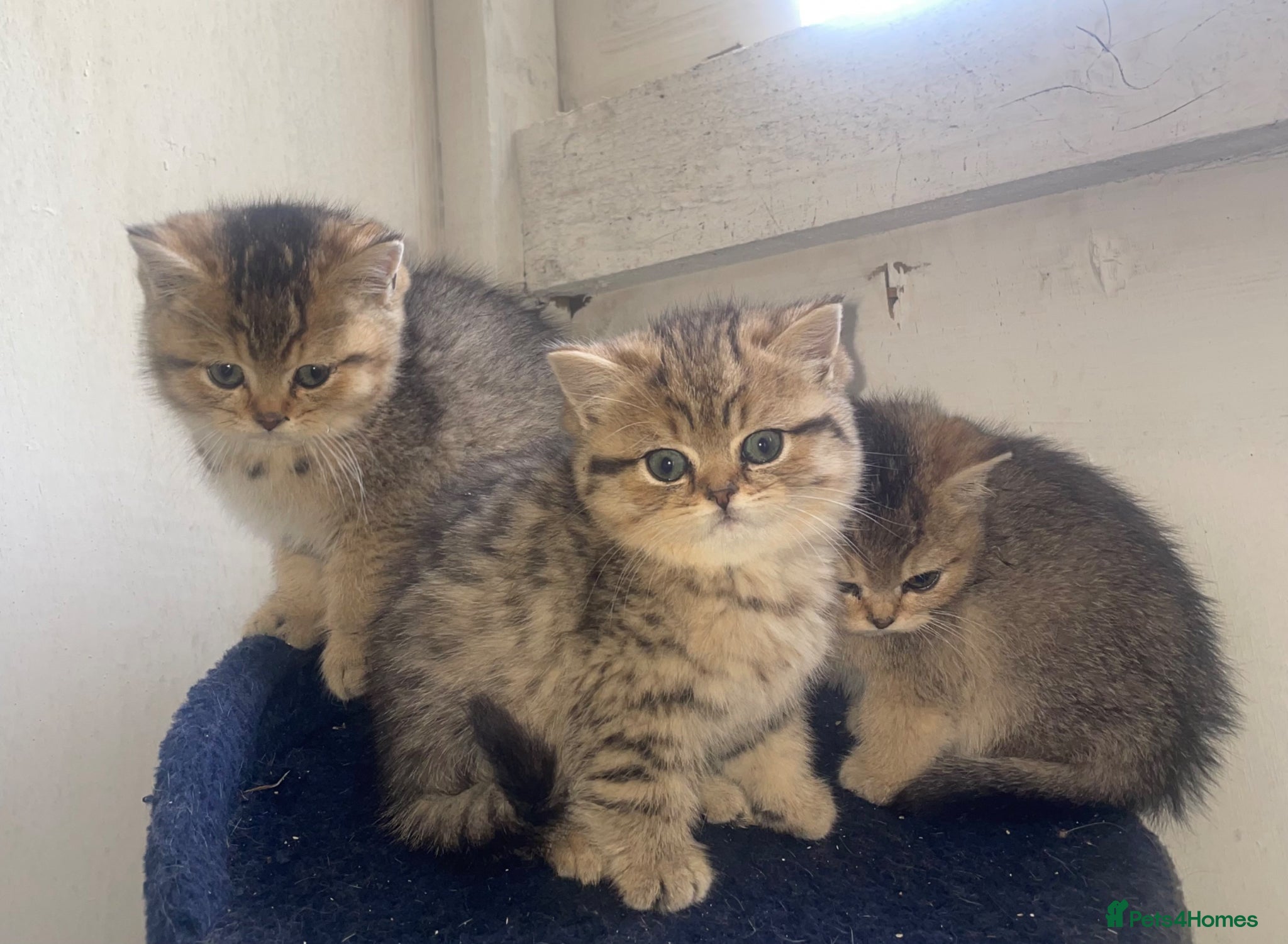 British Shorthair cats Tica bsh 😻 Golden british short hair - Advert 2