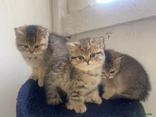 British Shorthair cats Tica bsh 😻 Golden british short hair - Advert 2