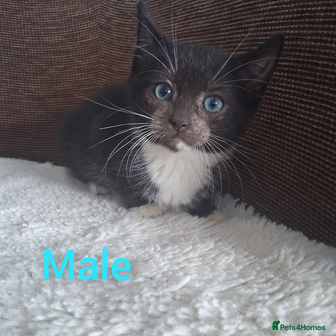 British Shorthair cats for sale: 5 Bonnie Kittens ready now  - Image 6