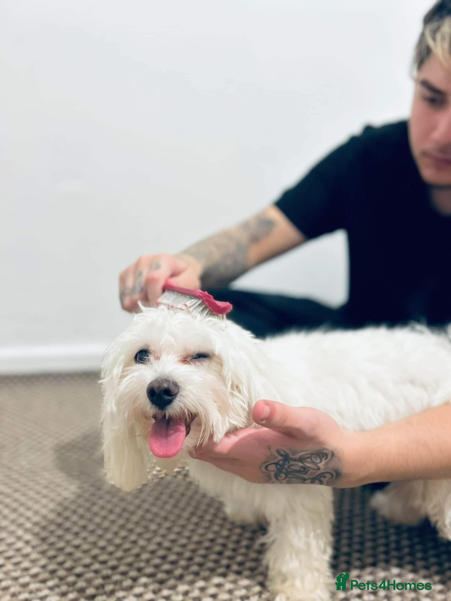 Maltese dogs White maltese dog in Rotherham - Advert 12