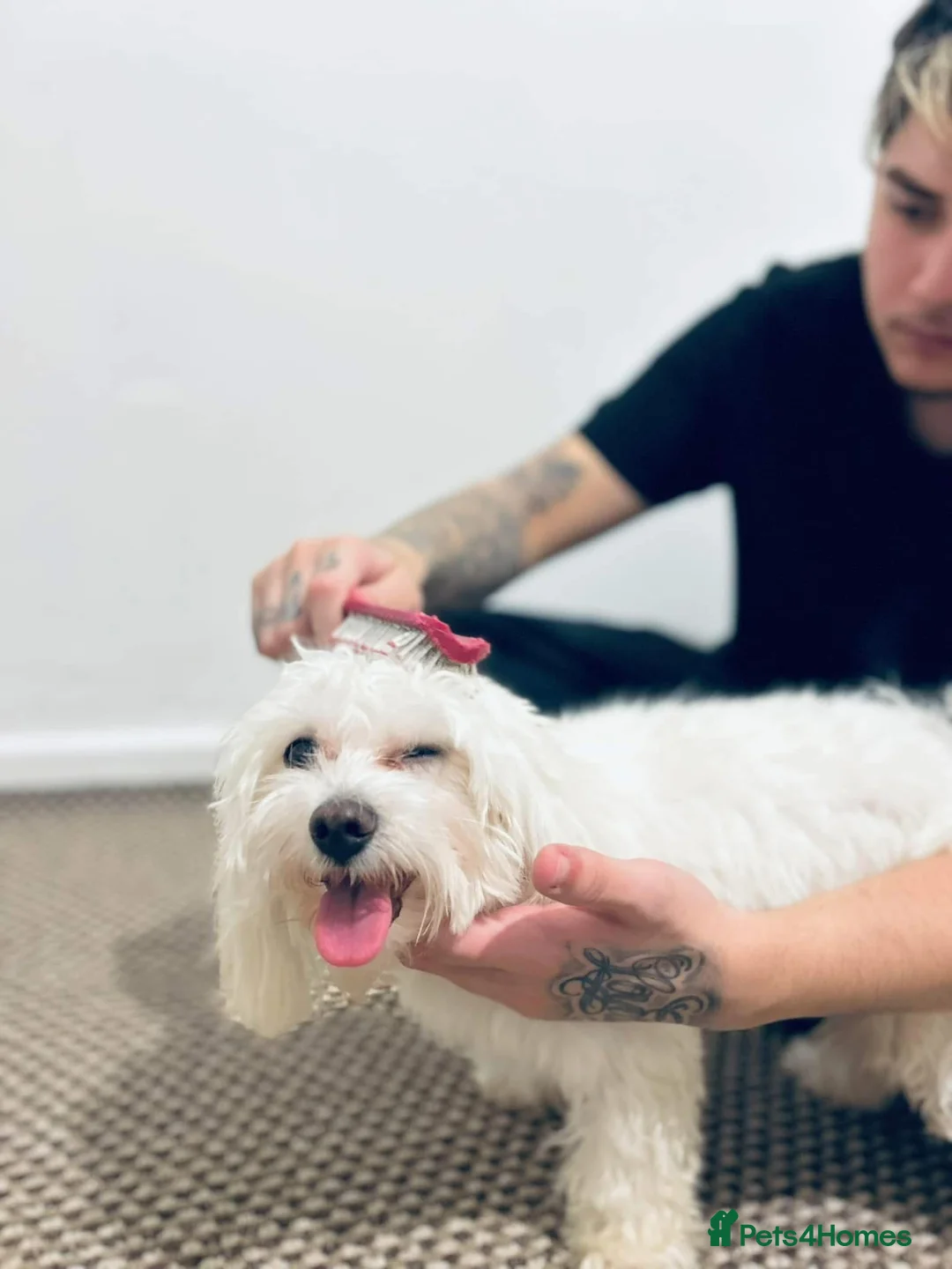 Maltese dogs for sale: White maltese dog in Rotherham - Advert 1