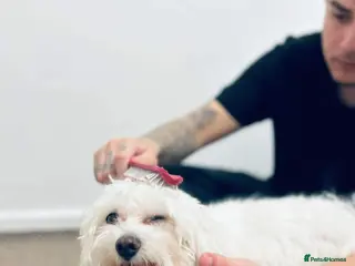 Maltese dogs White maltese dog in Rotherham - Advert 12