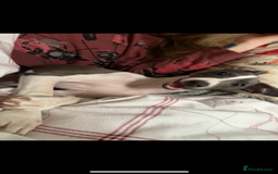 Italian Greyhound dogs for sale: Male neutered 9month Italian greyhound Boyce £1250 - Image 7