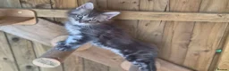 Maine Coon cats for sale: Pure Bred Maine Coon Kittens - Advert 15