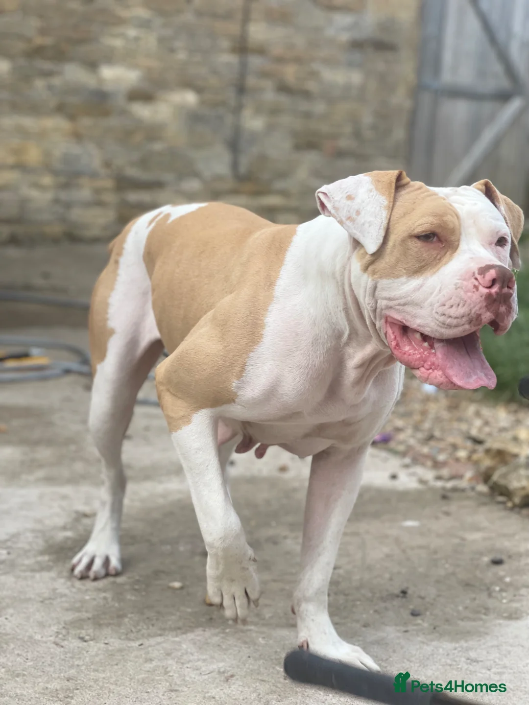 American Bulldog dogs for sale: Female  in Oakham - Advert 1