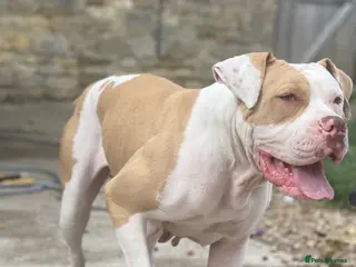 American Bulldog dogs Female - Advert 8