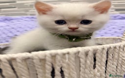 British Shorthair cats for sale: British Shorthair Kitten Golden Tipped Colourpoint - Advert 6