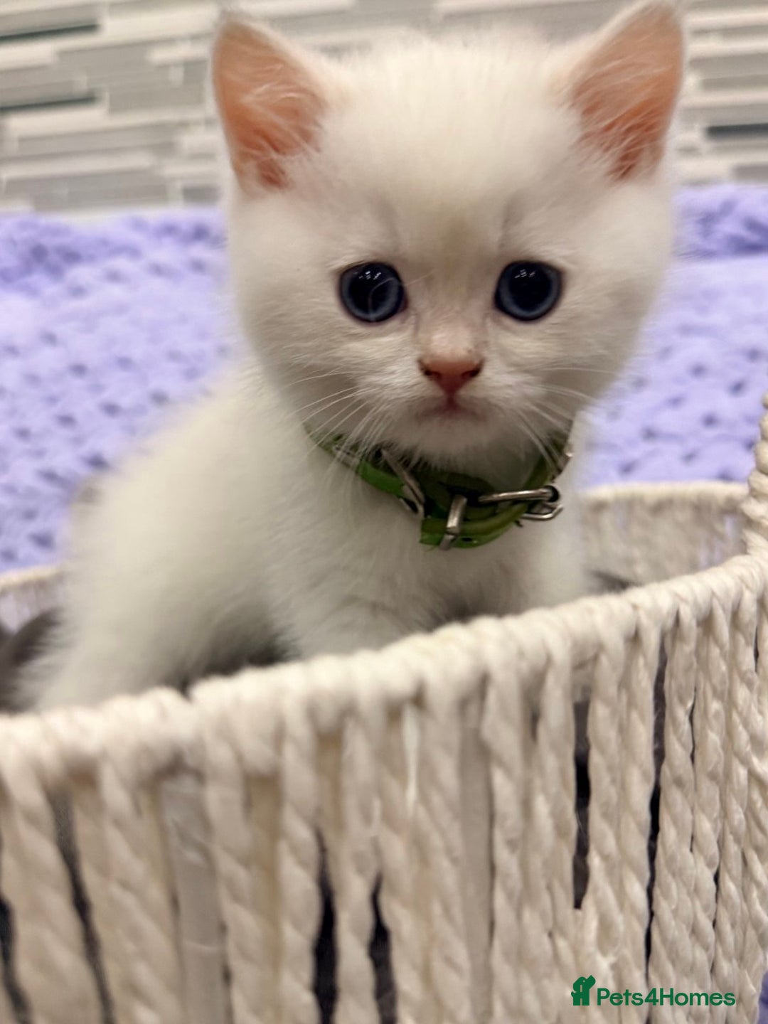 British Shorthair cats for sale: British Shorthair Kitten Golden Tipped Colourpoint - Advert 6