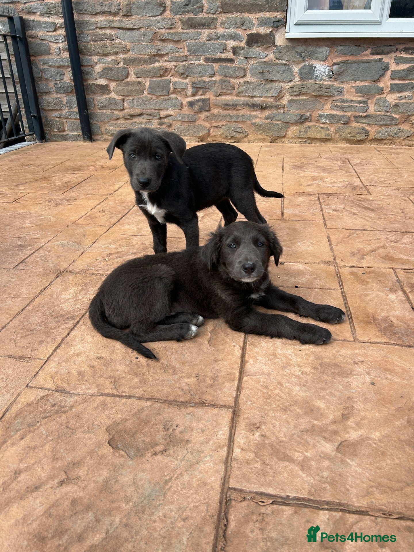 Border Collie dogs 5 Collie Pups - Advert 1