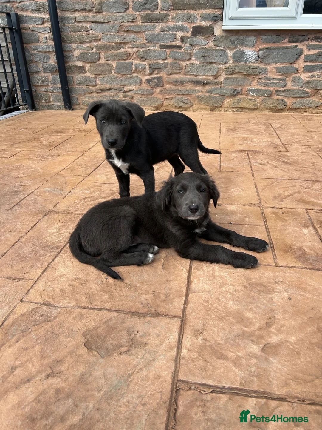Border Collie dogs for sale: 5 Collie Pups - Advert 1
