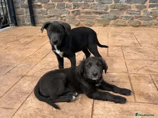 Border Collie dogs 5 Collie Pups - Advert 1