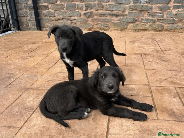Border Collie dogs for sale: 5 Collie Pups - Advert 1