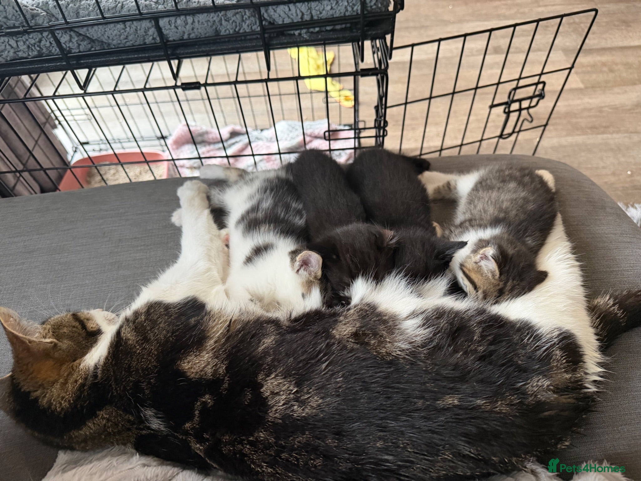 Mixed Breed cats 3 kittens  - Advert 6