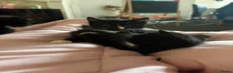 British Shorthair cats for sale: Black and white kittens - Advert 5