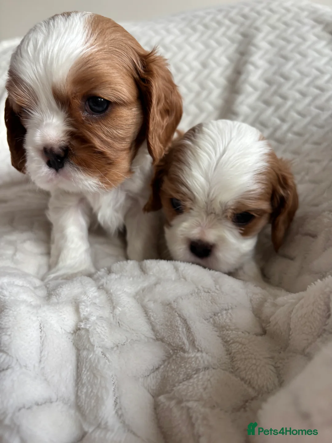 Cavalier King Charles Spaniel dogs for sale: Beautiful cavalier puppy’s  - Advert 4