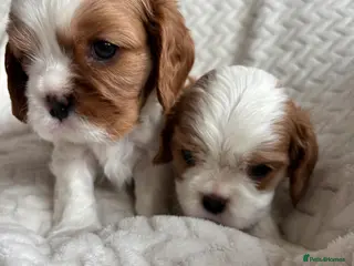 Cavalier King Charles Spaniel dogs Beautiful cavalier puppy’s - Advert 12
